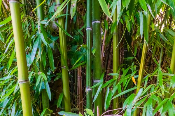 Bamboo Trimming in Woodstock