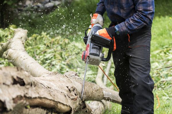 Branch Removal Service in Woodstock