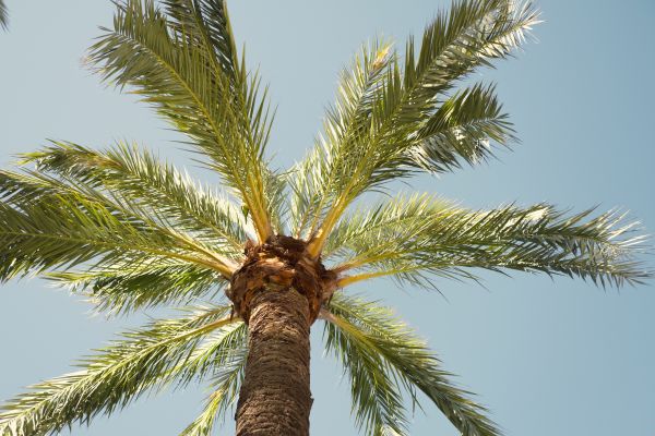 Palm Tree Pruning in Woodstock
