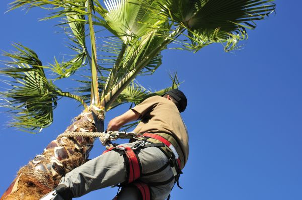 Palm Tree Trimming in Woodstock