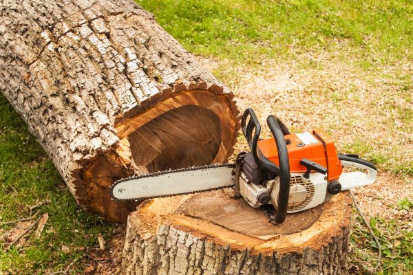 Tree Cutting Service in Woodstock