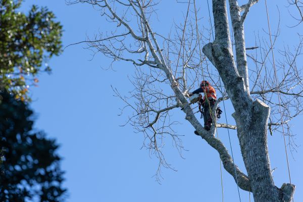 Tree Topping Service in Woodstock