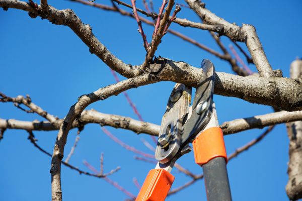 Tree Shearing in Woodstock
