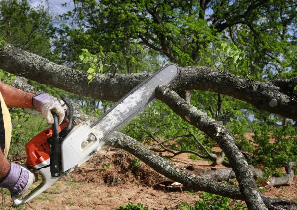 Tree Lopping Service in Woodstock