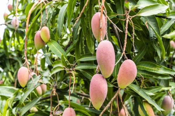 Mango Tree Trimming in Woodstock
