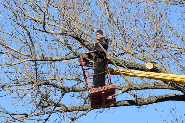 Emergency Tree Trimming in Woodstock