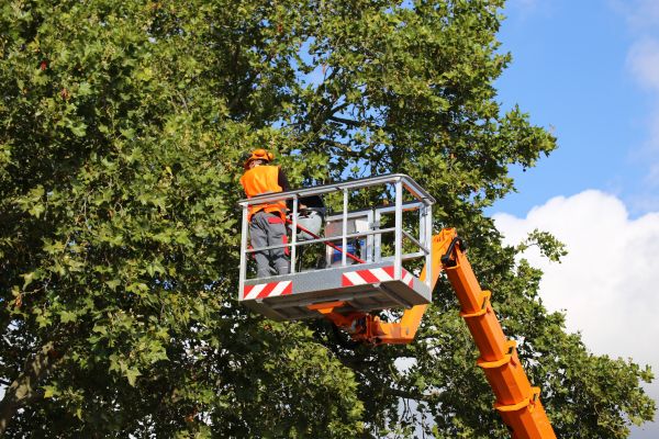 Commercial Tree Service in Woodstock