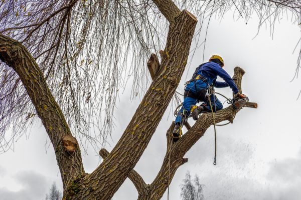 Tree Maintenance Service in Woodstock