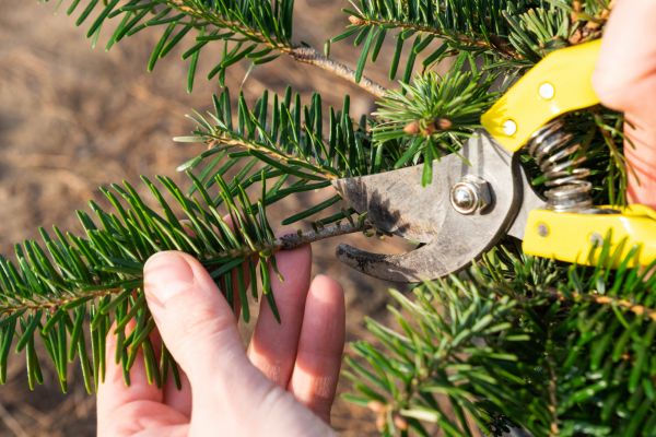 Pine Tree Pruning in Woodstock
