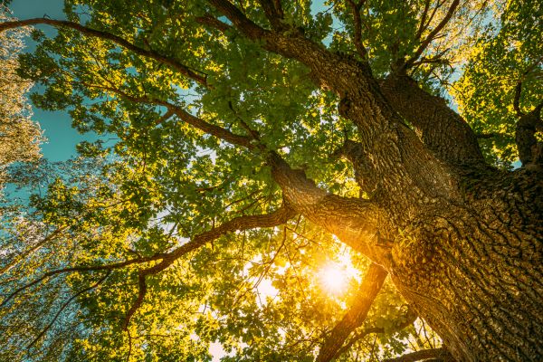 Oak Tree Pruning in Woodstock