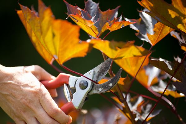 Maple Tree Pruning in Woodstock