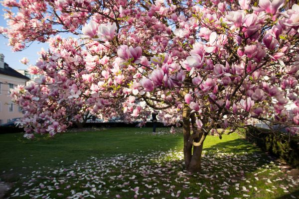 Magnolia Tree Pruning in Woodstock