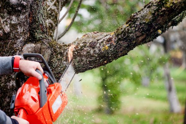 Tree Limbs Removal in Woodstock