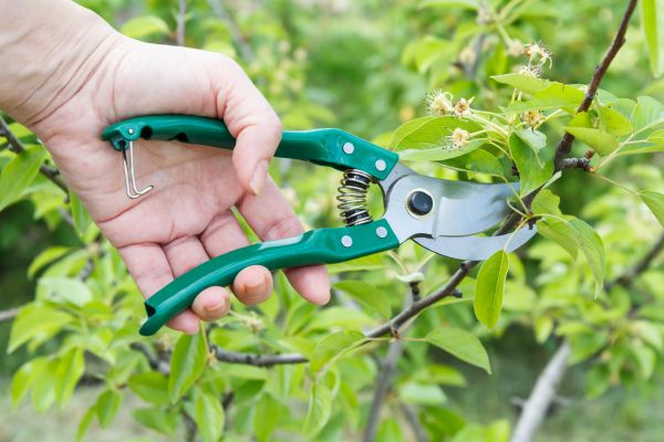 Pear Tree Pruning in Woodstock