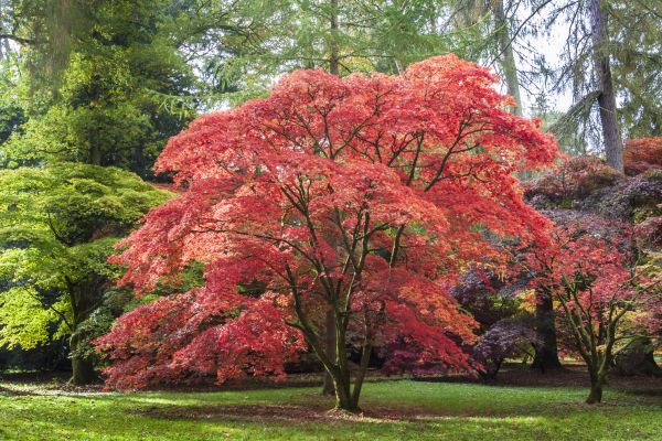 Japanese Maple Pruning in Woodstock