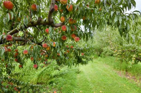 Peach Tree Pruning in Woodstock