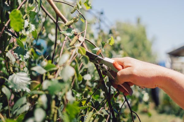 Birch Tree Pruning in Woodstock