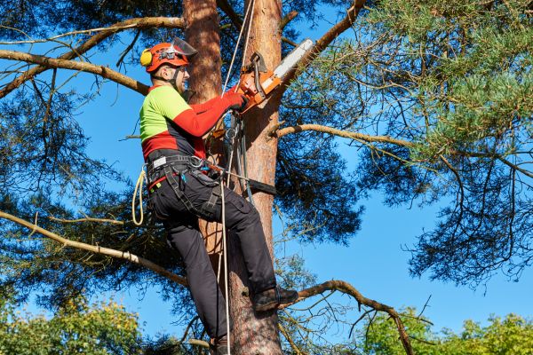 Canopy Pruning in Woodstock