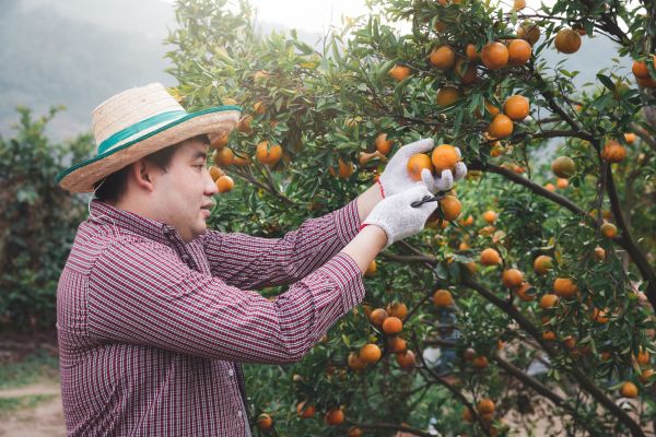Orange Tree Pruning in Woodstock