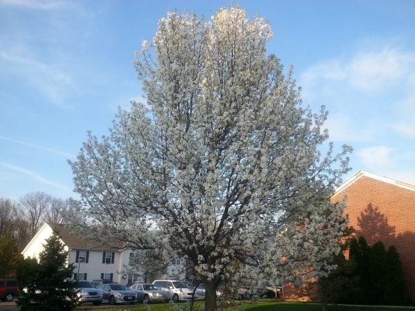Bradford Pear Tree Pruning in Woodstock