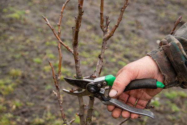 Pear Trees Pruning in Woodstock