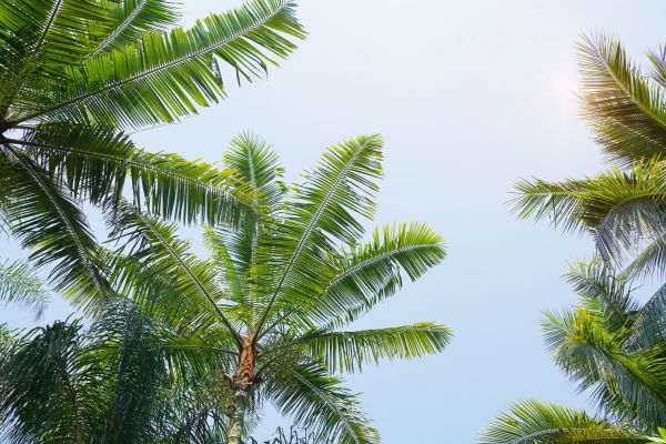Queen Palm Tree Trimming in Woodstock