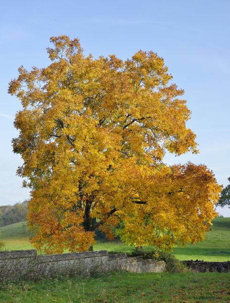 Hickory Tree Trimming in Woodstock