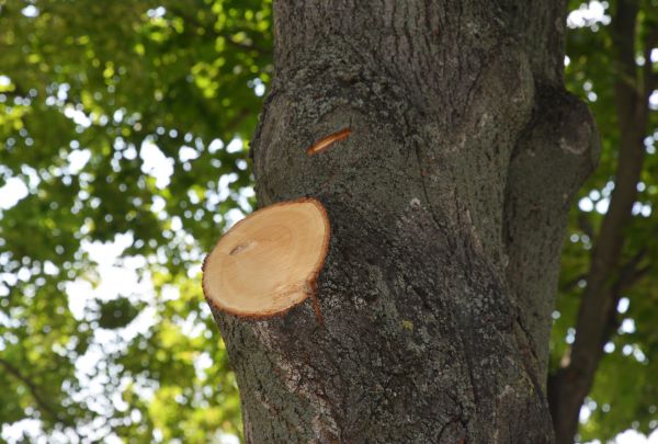 Limb Cutting in Woodstock