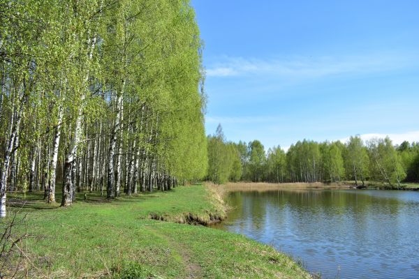River Birch Pruning in Woodstock