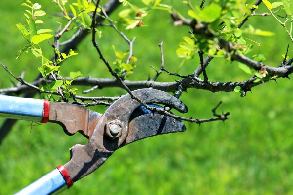 Branches Pruning in Woodstock