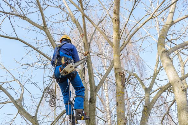 Large Tree Trimming in Woodstock