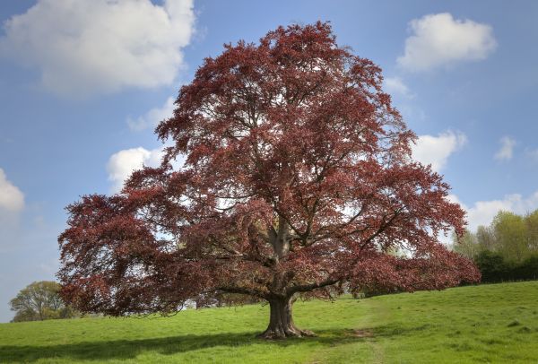 Beech Tree Pruning in Woodstock