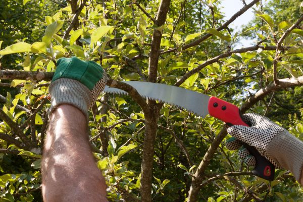 Apple Tree Trimming in Woodstock