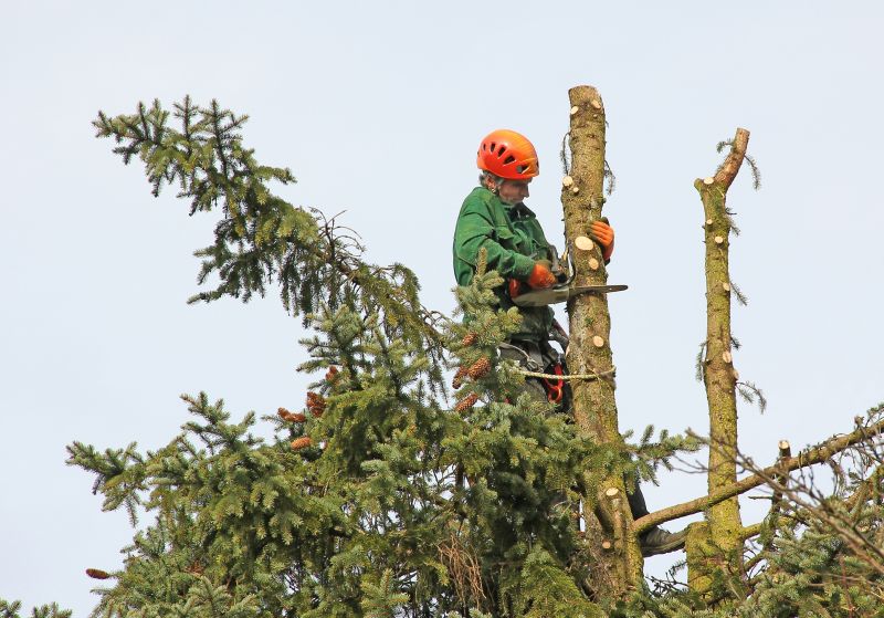 Emergency Tree Trimming