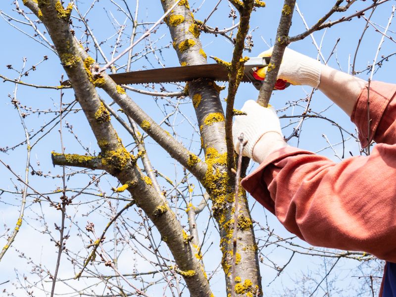 Tree Lopping Service
