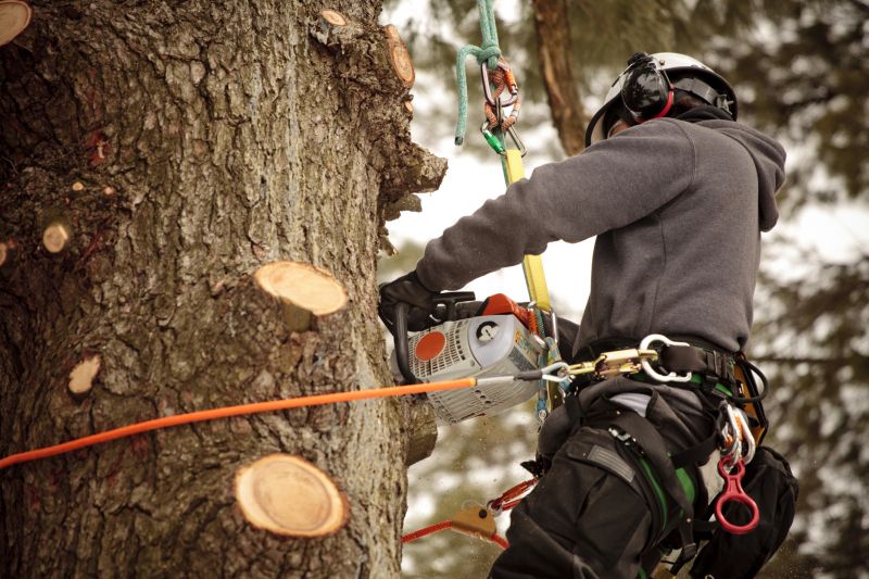 Professional Tree Trimming Equipment