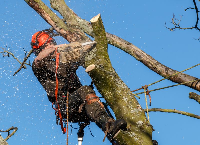 Tree Risk Assessment