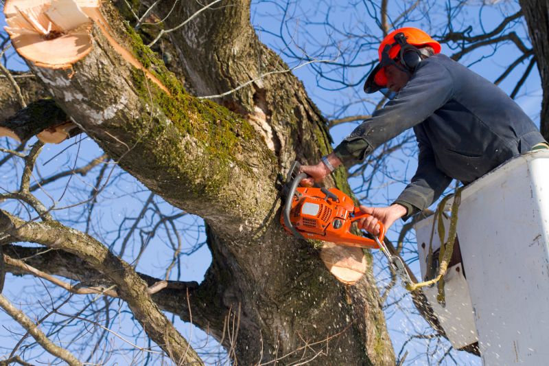 Safe Tree Removal